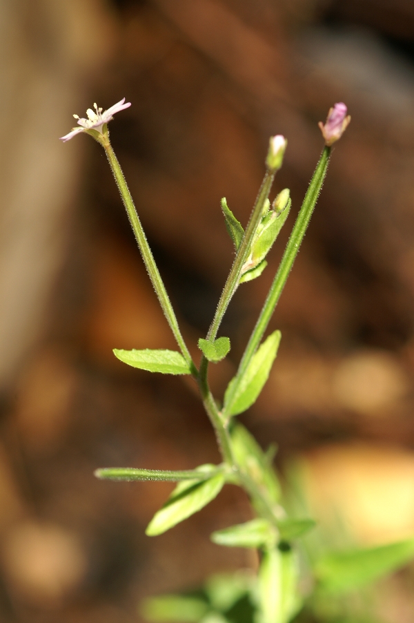 Epilobium hirtigerum